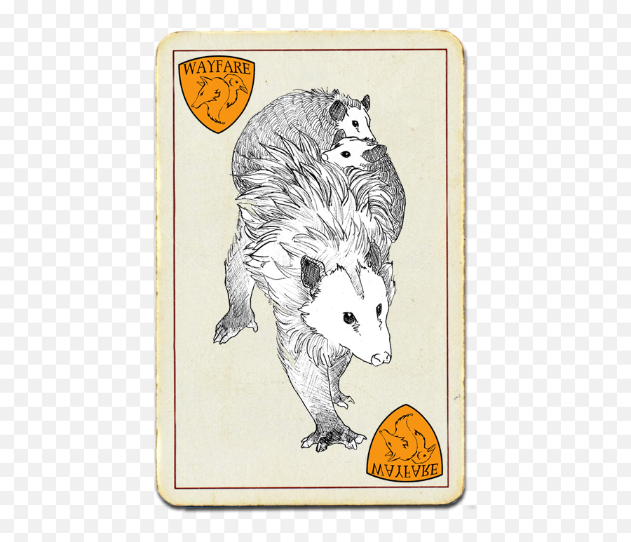 Opossum - Animal Png,Opossum Png