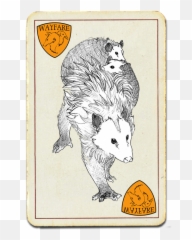 Opossum - Animal Png,Opossum Png