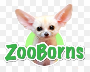 Baby Fennec Fox Transparent Png Image - Baby Fennec Fox,Fennec Fox Png