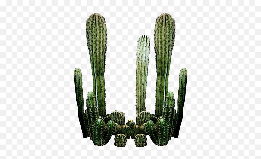 Cactus Png Transparent File - Cactus Garden Png,Cactus Png