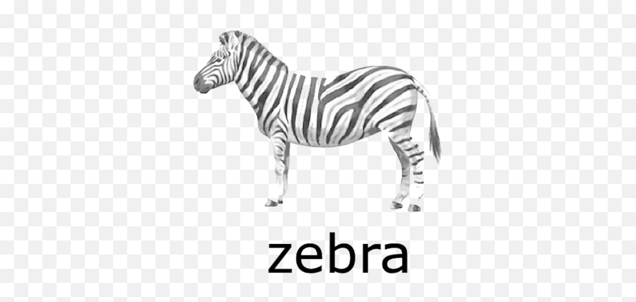 Zebra Png Transparent Images - Zebra Clipart With Name,Zebra Png