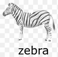 Zebra Png Transparent Images - Zebra Clipart With Name,Zebra Png