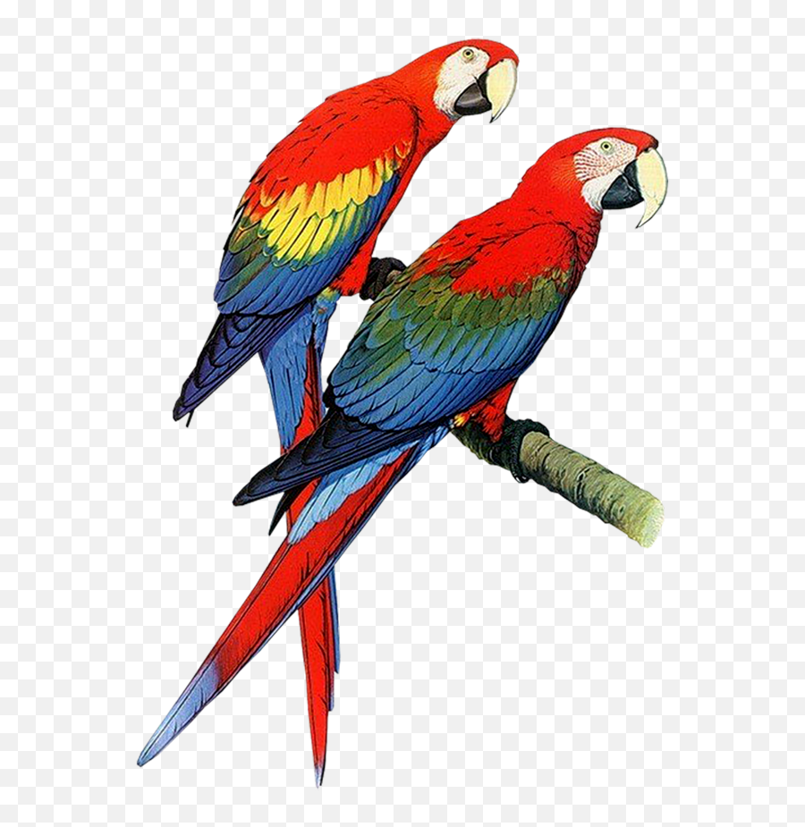 Free Parrots Cliparts Download Clip Art - Parrots Clipart Png,Parrot Transparent