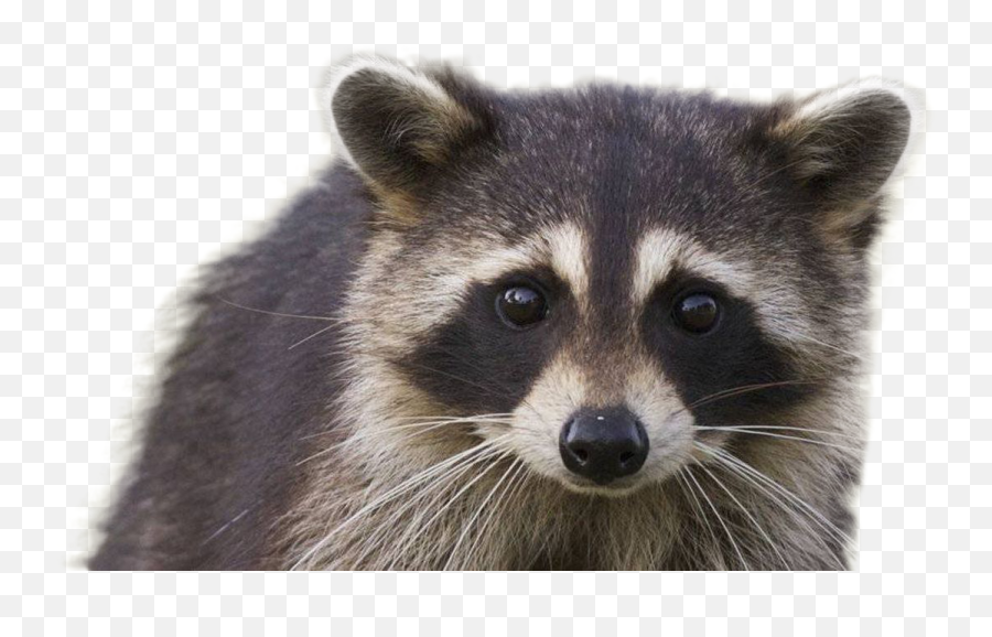 Raccoon Png Hd Quality Play - Racoon Transparent Background,Raccoon Transparent Background