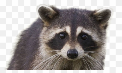 Raccoon Png Hd Quality Play - Racoon Transparent Background,Raccoon Transparent Background