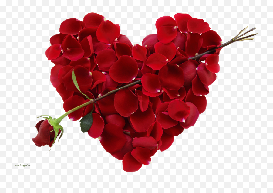 Rose Png Love Valentines Day