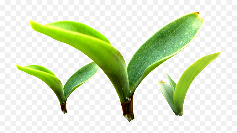Three Buds Sprouting Plants Transparent - Plants Png,Plant Vector Png