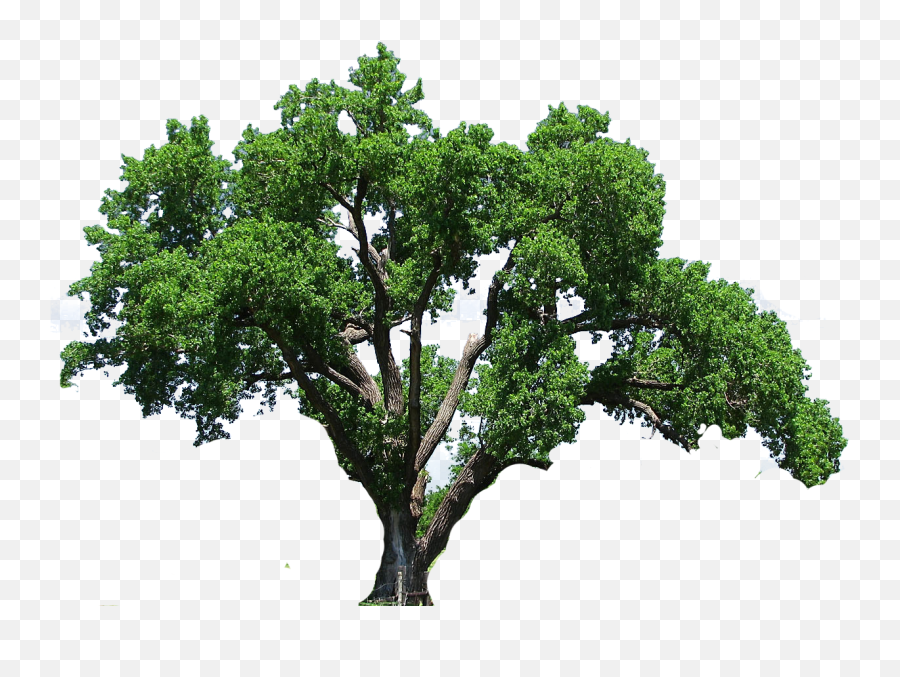 Elm Tree Clipart - Tree Images Png,Oak Tree Png