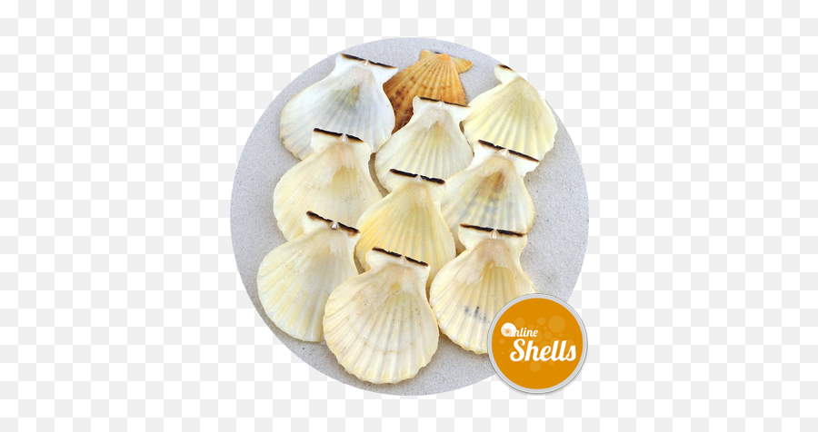 Oyster Shells - Online Shells Buy Sea Shells Great Scallop Png,Sea Shells Png