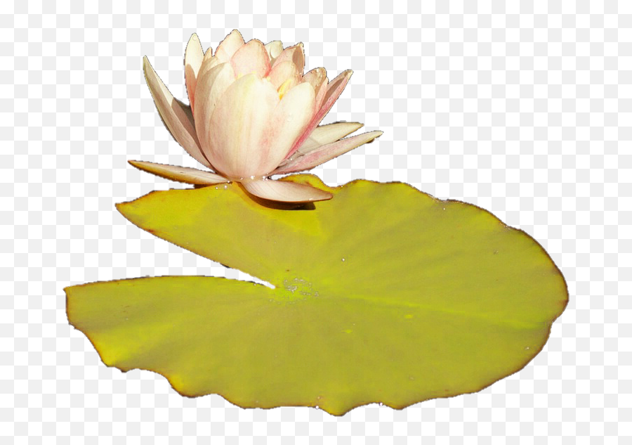 Download Lilly Pad Png Lily Pad Transparent Background Lily Pad Png Free Transparent Png Images Pngaaa Com