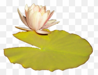 Download Lilly Pad Png - Lily Pad Transparent Background,Lily Pad Png