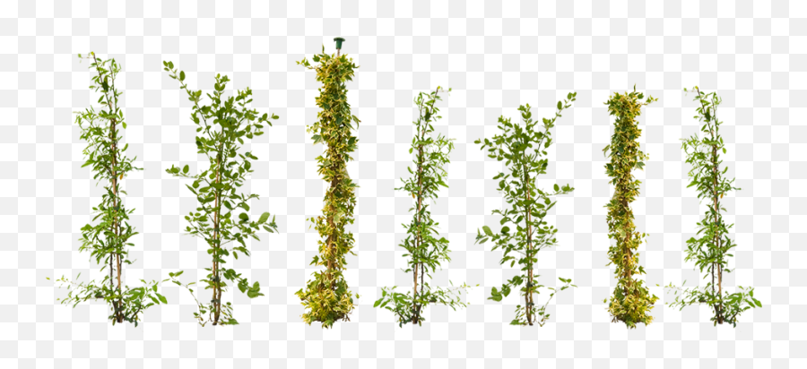 Creepers Plant Png 1 Image - Transparent Climbing Plants Png,Creepers Png