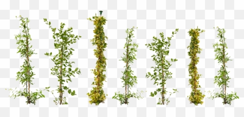 Creepers Plant Png 1 Image - Transparent Climbing Plants Png,Creepers Png