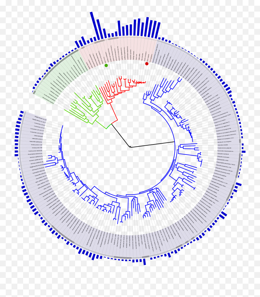 Filetree Of Life With Genome Sizesvg - Wikipedia Tree Of Life With Genome Png,Tree Of Life Transparent