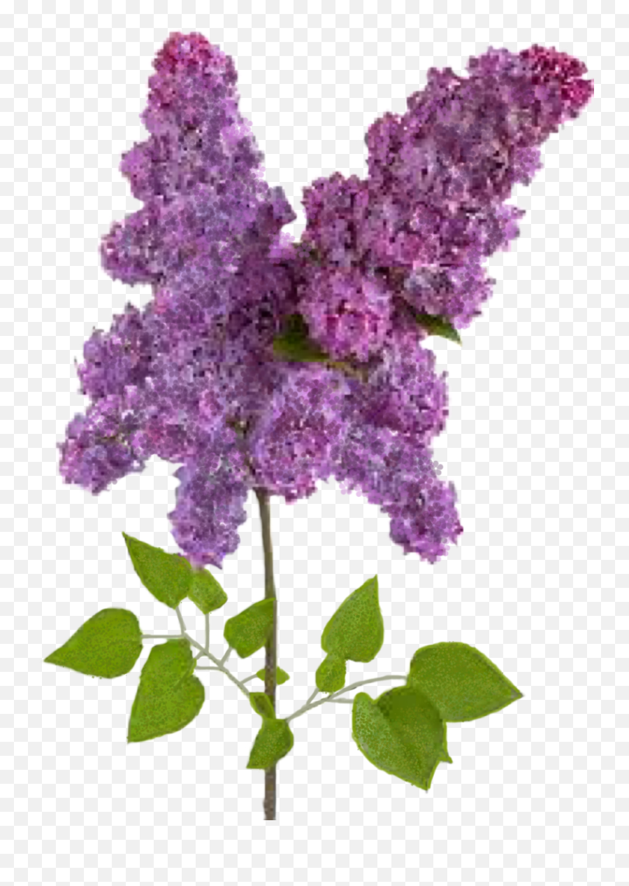 Wisteria Flower Sticker By Cindy Mcdaniel - Lilac Png,Wisteria Png