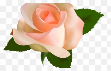 Peach Flower Clipart Transparent Pencil - Color Png