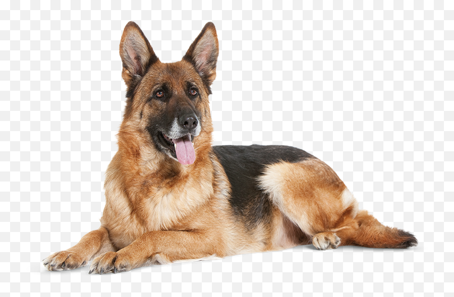 German Shepherd Dog Png High Quality Image All - German Shepherd Dog Png,Dog Png Transparent