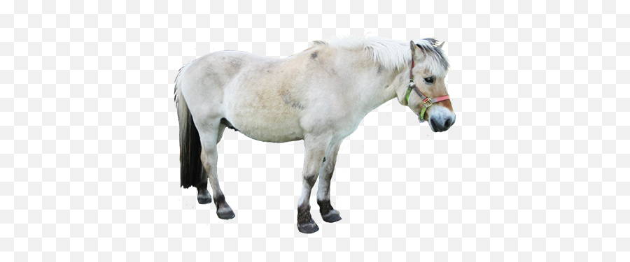 Animal Clip Art - White Shetland Pony Clipart Png,White Horse Png
