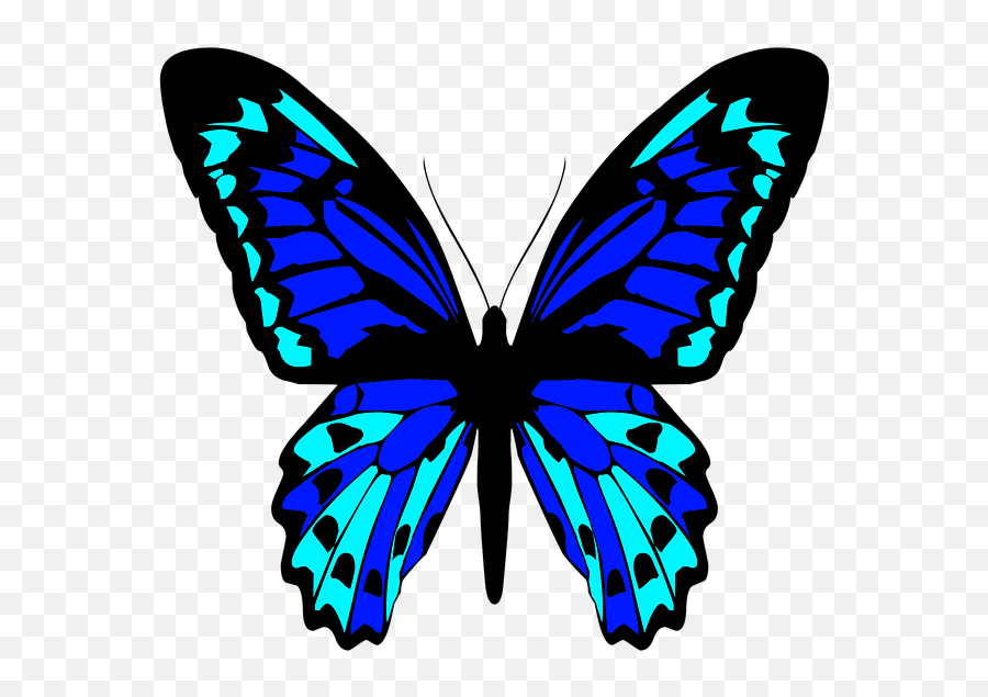 Butterfly Insect Wings - Free Image On Pixabay Insects Png,Colorful Butterfly Icon