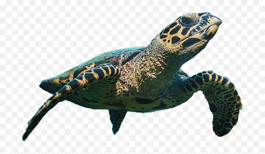 Pattaya Scuba Adventures Padi Dive Center Diving - Hawksbill Sea Turtle ...