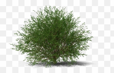 Shrub Transparent Image - Thuya Png,Bushes Transparent