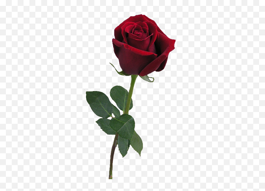 Download Hd Undefined - Blood Red Rose Png Transparent Png Red Rose Bud Png,Red Rose Png