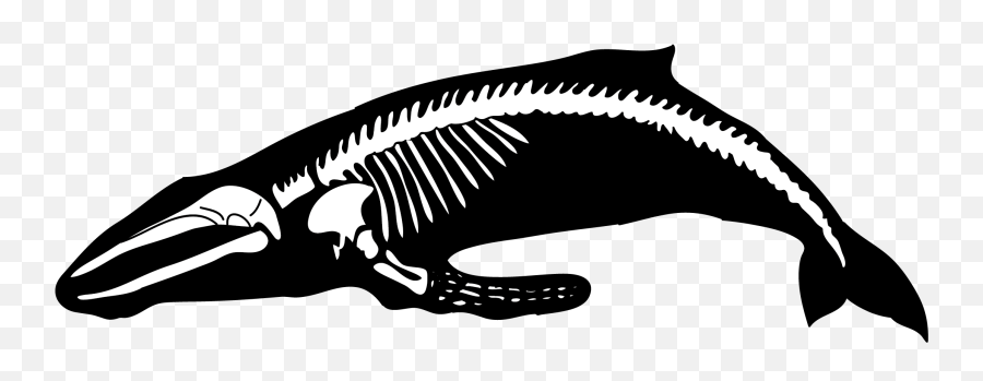 Humpback Whale Transparent Clipart 6 Station - Do Whales Have Necks Png,Humpback Whale Png