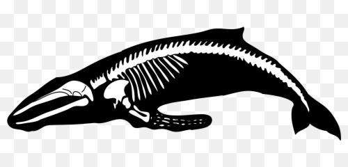 Humpback Whale Transparent Clipart 6 Station - Do Whales Have Necks Png,Humpback Whale Png