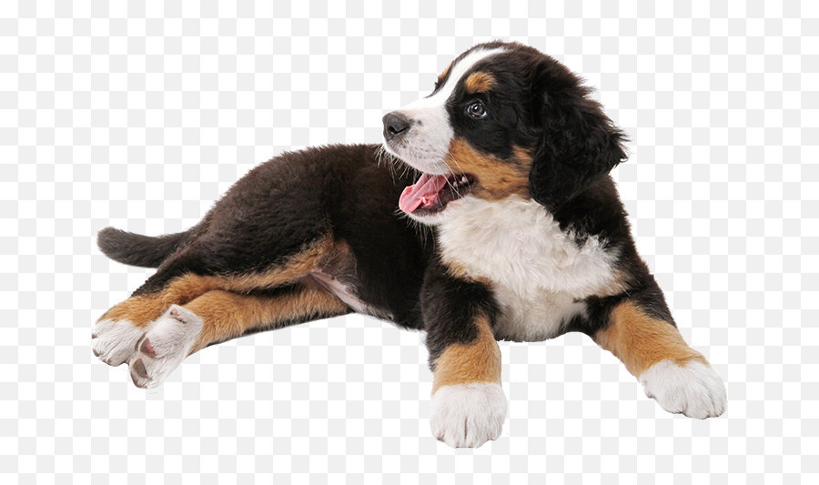 Download Schnauzer Mountain Puppy Dog Miniature Bernese Tosa - Transparent Bernese Mountain Dog Png,Dog With Transparent Background