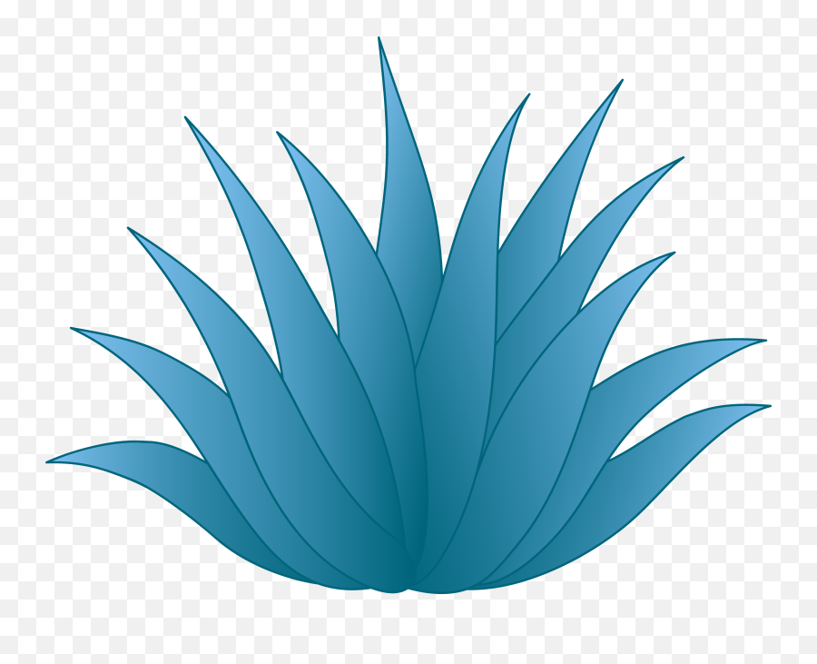 Aloe Drawing Agave Transparent Png - Tequila Agave Png,Agave Png