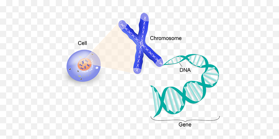 Кольцевая хромосома в митохондриях. ДНК И хромосомы. Хромосома рисунок. Гены и хромосомы. ДНК хромосомы теломера.