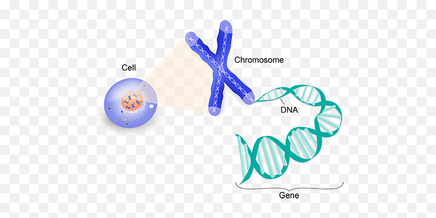 One Gene Magnified - Nucleus Dna Chromosomes Genes Png,Chromosome Png