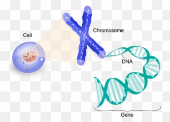 One Gene Magnified - Nucleus Dna Chromosomes Genes png