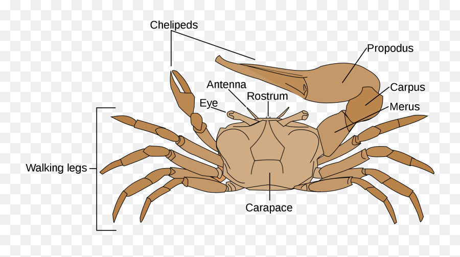 Fiddler Crab - Fiddler Crab Diagram Png,Crabs Png