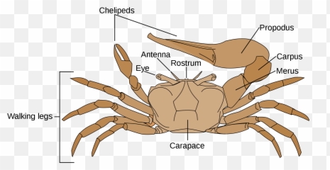 Fiddler Crab - Fiddler Crab Diagram Png,Crabs Png