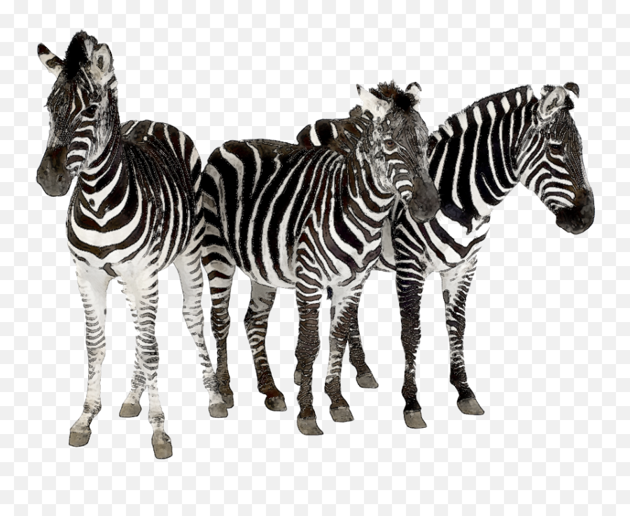 Download Zebra Clipart Herd Zebras - Herd Of Zebra Png,Zebra Transparent Background