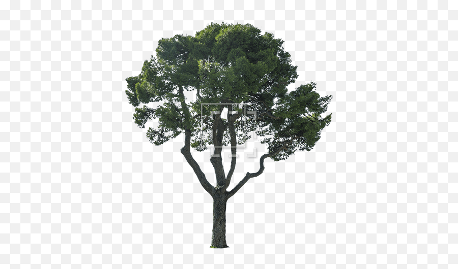 Cutout Mediterranean Tree - Oak Png,Tree Cutout Png