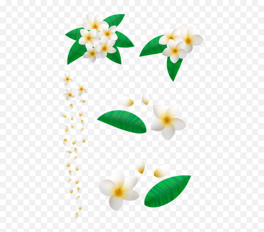 Flower Plumeria Floral Frame - Clip Art Png,Plumeria Flower Png