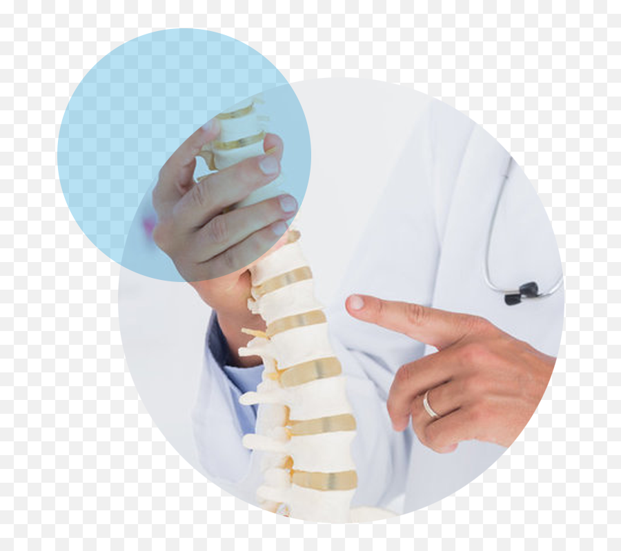 Spine - Vertebral Column Png,Spine Png