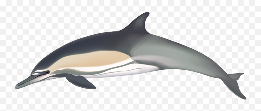Common Dolphin - Common Dolphin Png,Dolphin Transparent