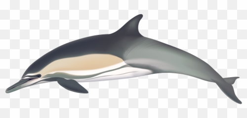 Common Dolphin - Common Dolphin Png,Dolphin Transparent
