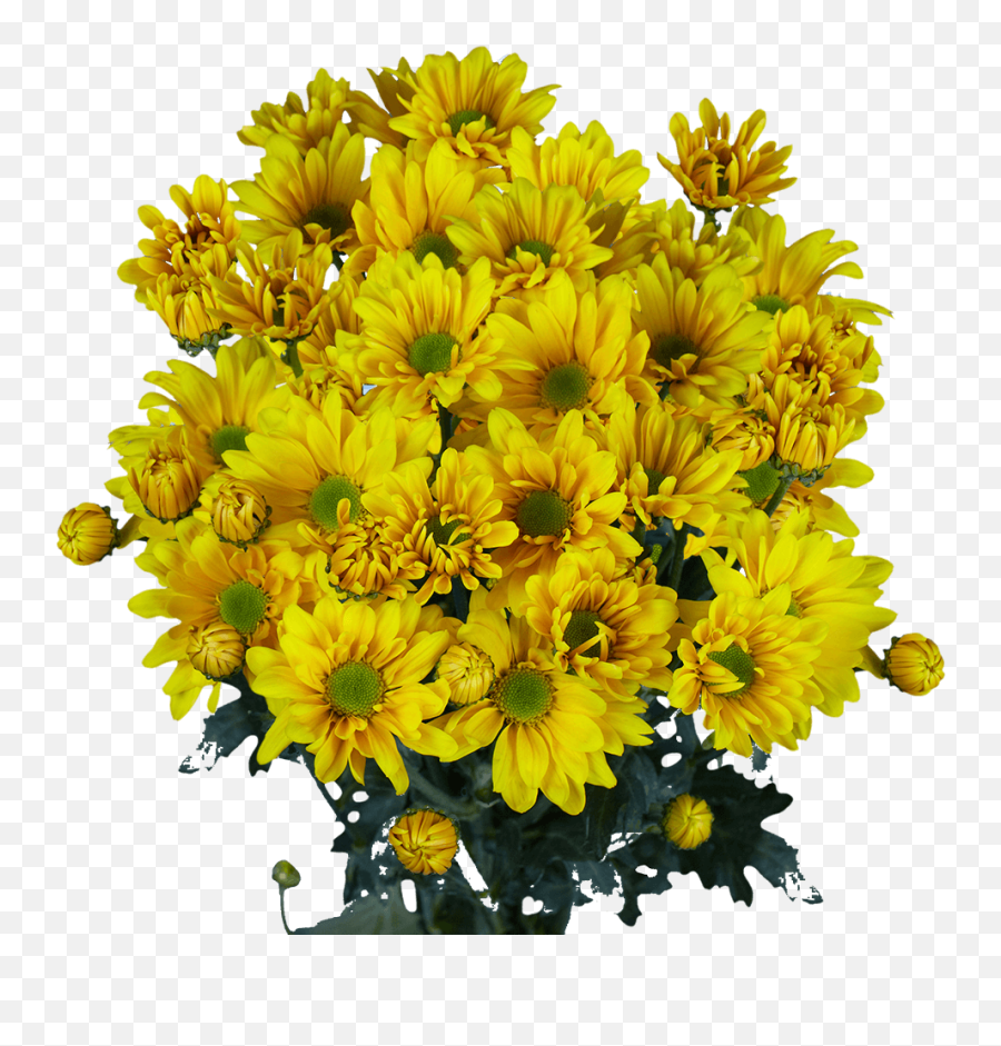 Globalrose 36 Fresh Cut Yellow Chrysanthemum Daisy Flowers - Fresh Flowers For Birthdays Weddings Or Anniversary Bouquet Png,Chrysanthemum Png