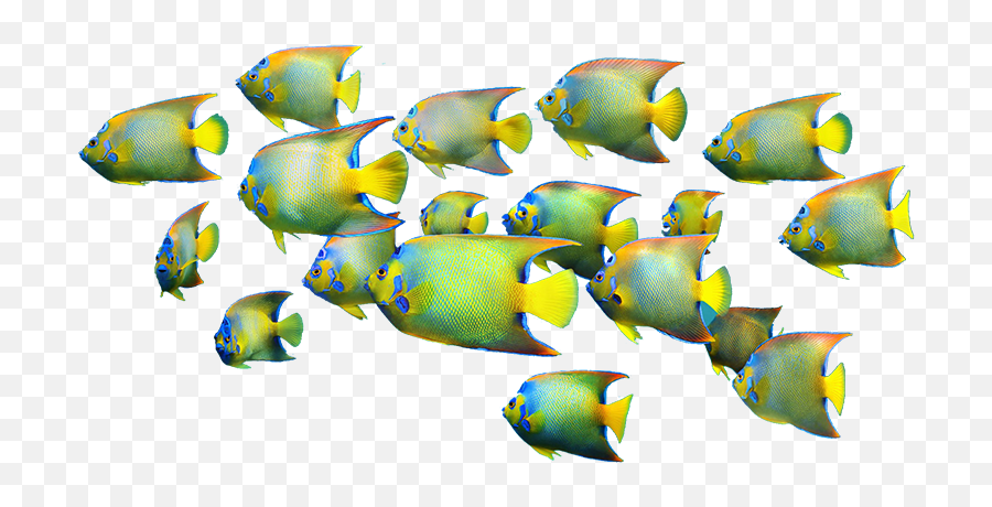 Download Free Png Fishes - Coral And Fishes Png,Fishes Png