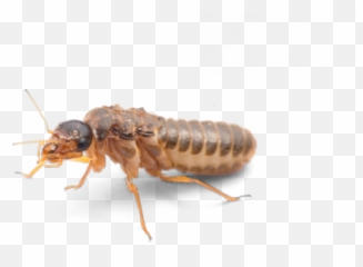 Termite Prevention Treatment - Termitas Png,Termite Png