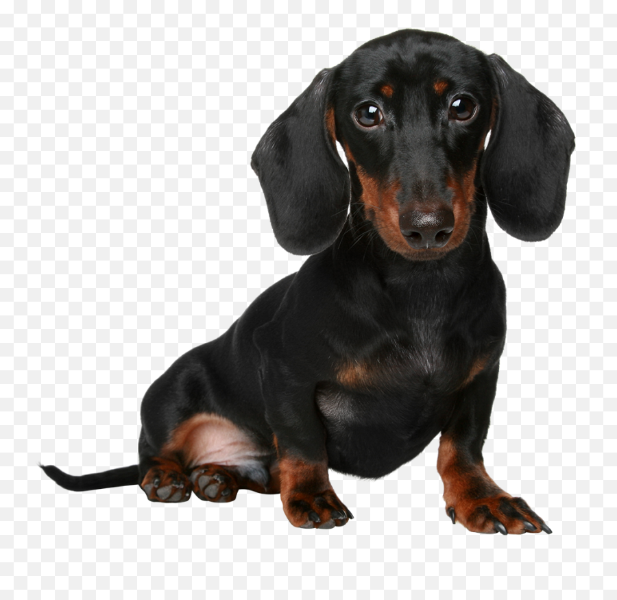 Dachshund Dog Png Transparent Dogpng Images - Dachshund Png,Cute Dog Png