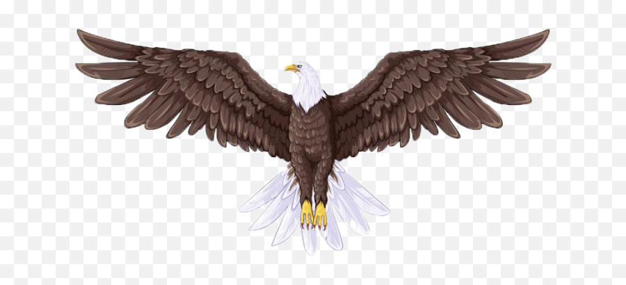 Download Hd Australian Drawing Sea Eagle Image Library - Drawing Flying Bald Eagle Png,Eagle Flying Png