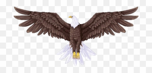 Download Hd Australian Drawing Sea Eagle Image Library - Flying Bald png