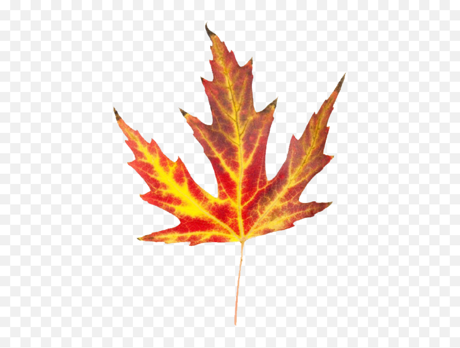 Enjoying The Berkshires Outdoors U201chere Comes Fallu201d Edition - Fall Leaf Png,Fall Leaves Png