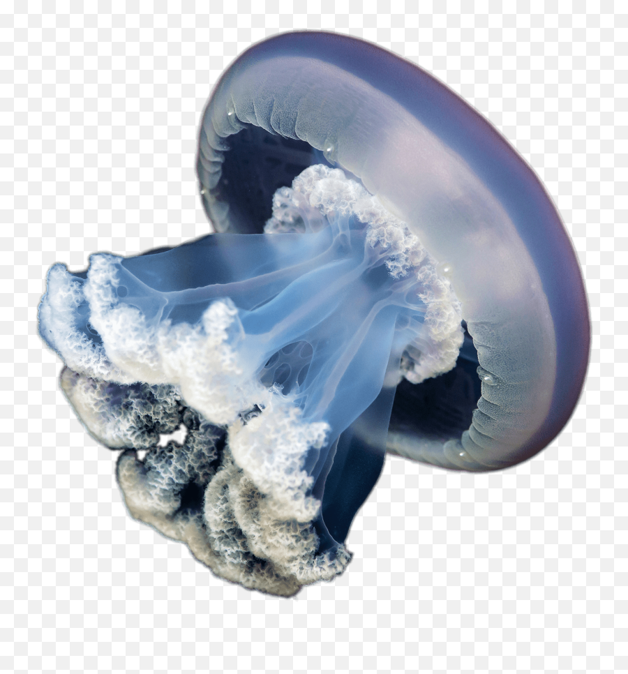 Download Medusa Transparent Png - Stickpng Transparent Background Transparent Jellyfish,Medusa Png
