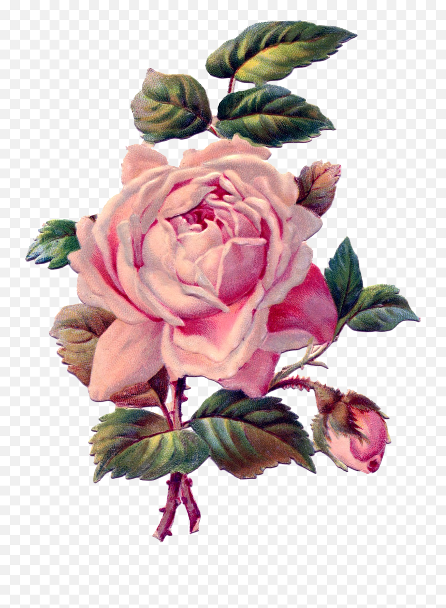 Download Vintage Roses Png - Rose Drawing Vintage Full Vintage Pink Rose,Rose Drawing Png